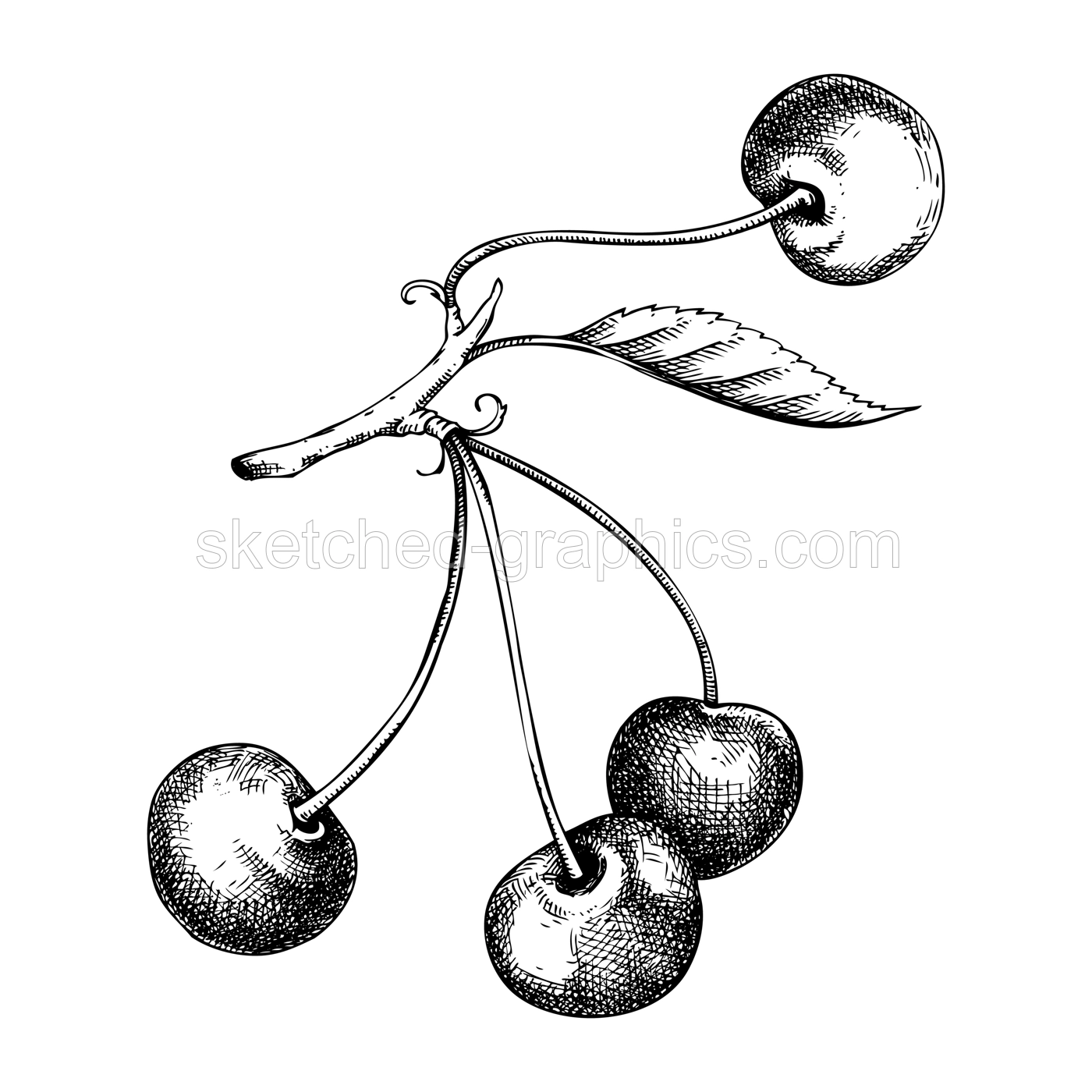 Vintage cherry tree branch sketch. Hand-drawn vector illustration. Summer berry fruit and leaves drawing. Botanical design elements. NOT AI generated Illustration